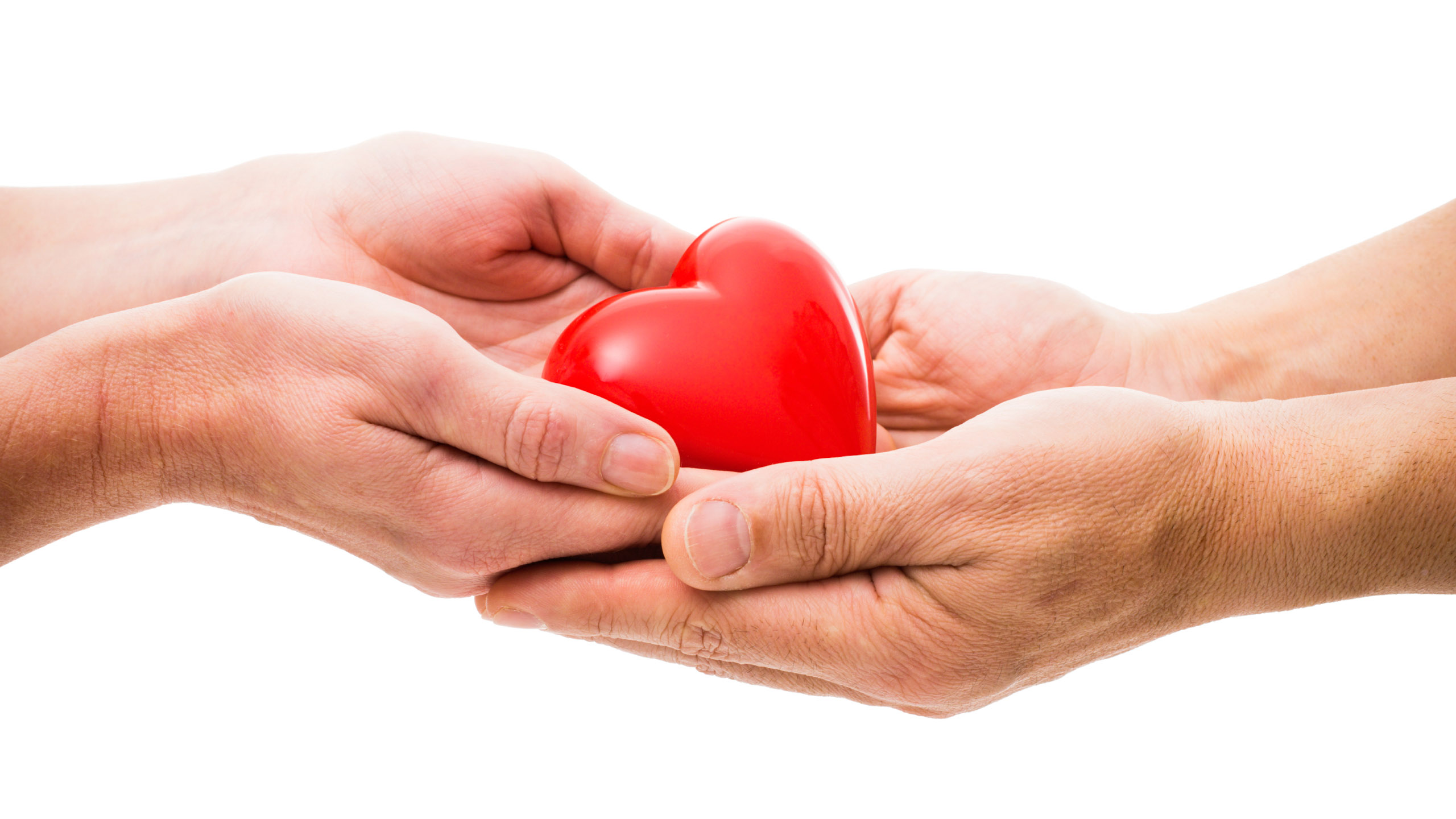 Red heart at the human hands isolated on white